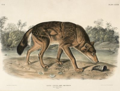 Roter Texas-Wolf (Canis Lupus) von John Woodhouse Audubon